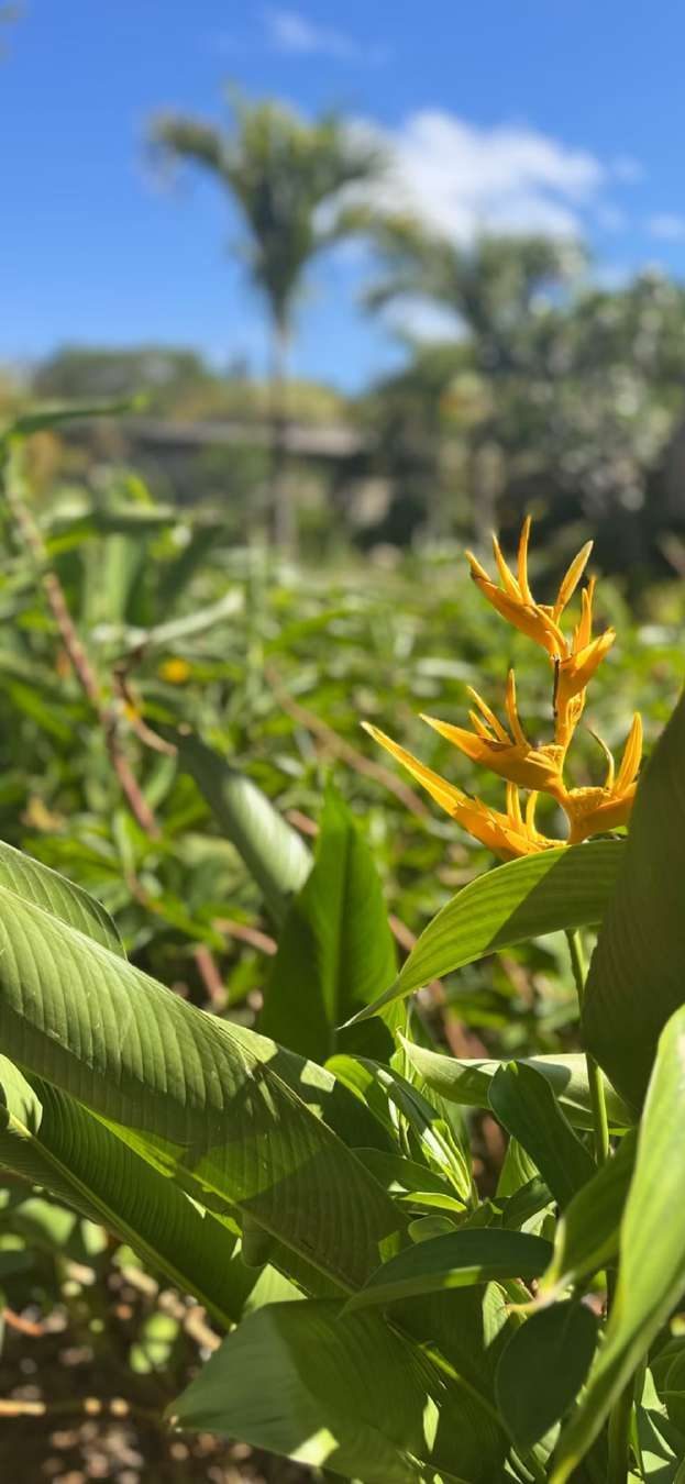 Orange heliconia flowers in a sunlit tropical planting bed