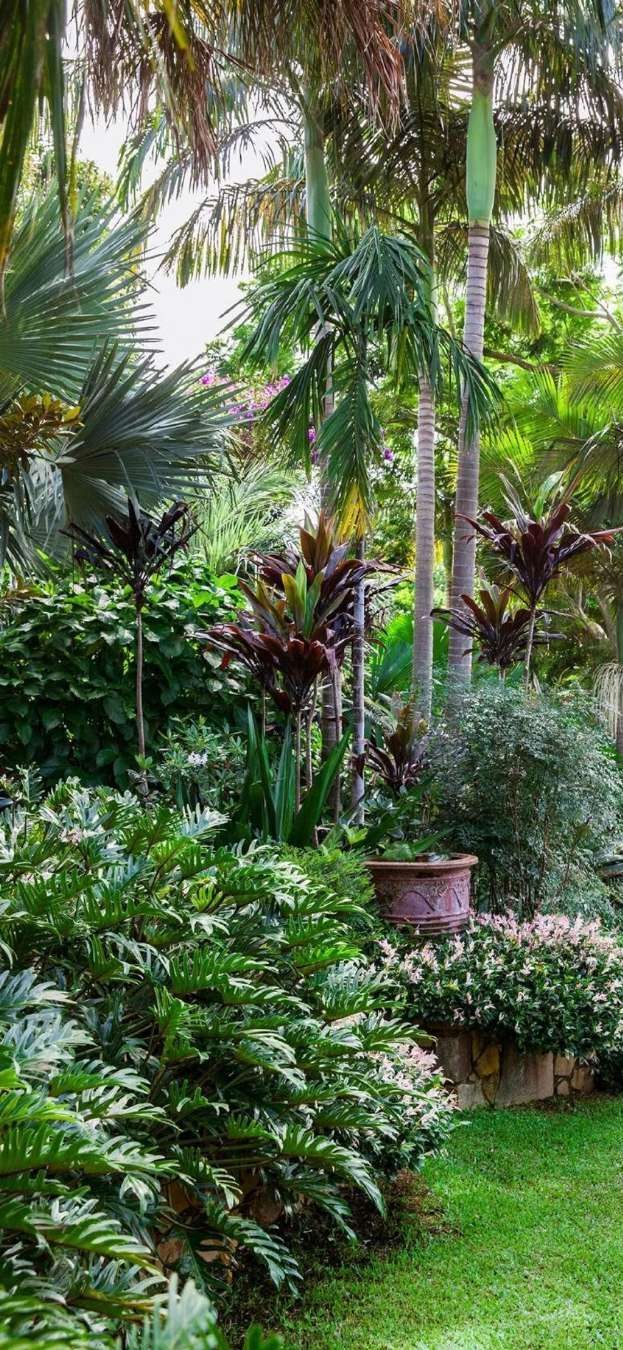 Lush garden of palms, bromeliads and potted specimens