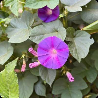 Purple morning glory flowers among heart-shaped leaves