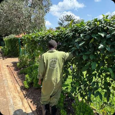 POA gardener trimming a tall green hedge