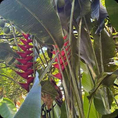 Hanging red heliconia flowers among banana-like leaves